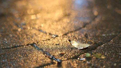 Lonely Leaf Stock Photos