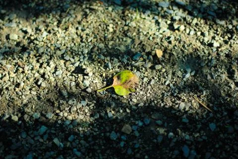 Lonely leaf Stock Photos