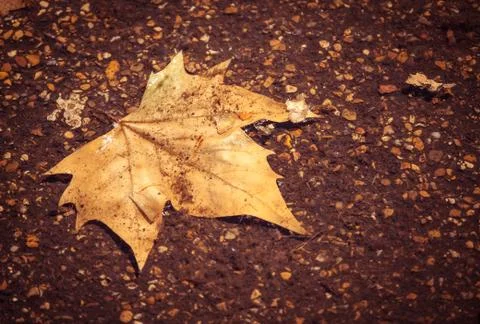 Lonely leaf Stock Photos