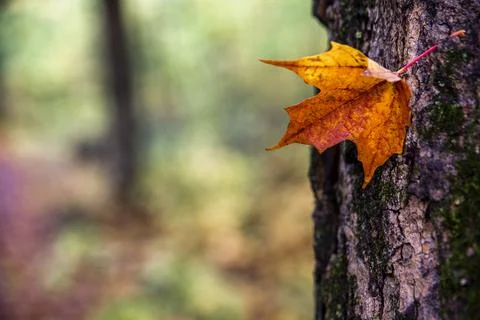Lonely leaf on a tree in autumn Stock Photos