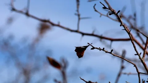 Lonely leaf on a tree branch, waving in the wind, cold winter weather, autumn Stock Footage 119057091