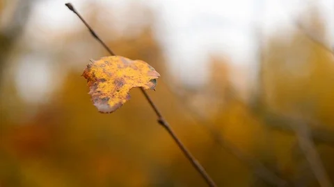 Lonely leaf on a tree Stock Footage 81478436