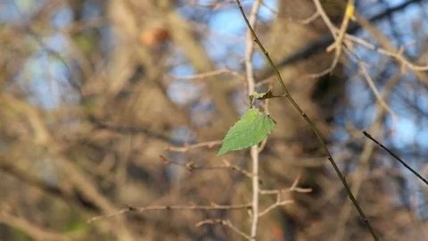 Lonely leaf trembles in the wind on a good autumn day Stock Footage 82686036