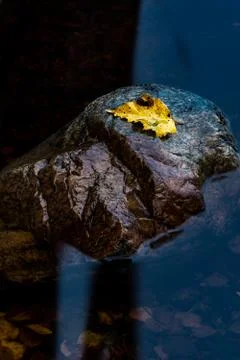 Lonely leaf vertical Foto stock