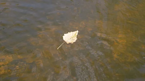 Lonely Leaf on Water Stock Footage 293260473
