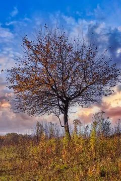 A lonely leafless tree in lush yellow grass on the backdrop of beautiful brig Stock Photos