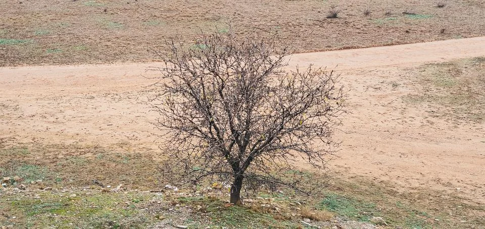 Lonely leafless tree in the middle of a field Stock Photos