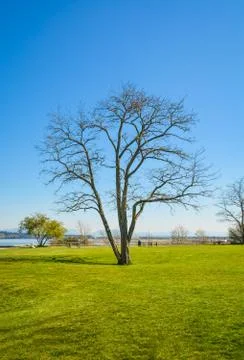 Lonely leafless tree on ocean shore Stock Photos