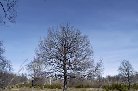 Lonely leafless tree without leaves on a background of blue sky and forest in Stock Photos