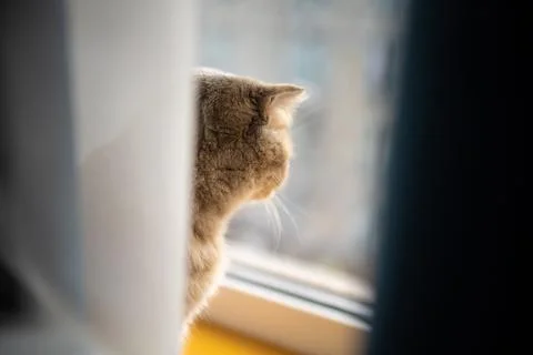 Lonely Little Grey Cat Sitting Near Window Behind curtain And Waiting Owner. Stock Photos