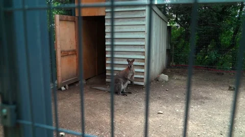 Lonely little kangaroo behind bars in a small zoo Video stock 133602639