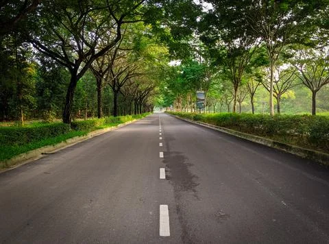 Lonely long road surrounded tree Stock Photos