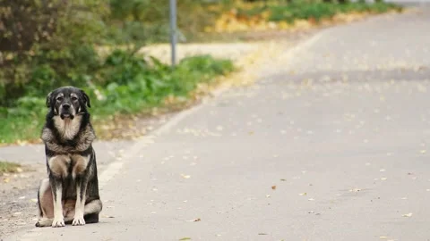 A lonely lost dog sits on the side of the road Stock Footage 164445007