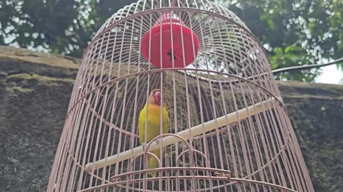 A Lonely Lovebird in the Cage Video stock 320098497