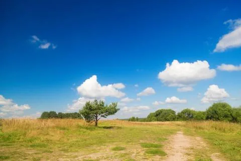A lonely low spreading pine tree in the middle of a field against a blue sky Foto stock