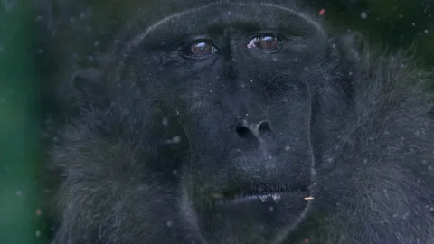 Lonely Macaque Monkey Eating Behind Glass Cage 1 Stock-Footage 190795332