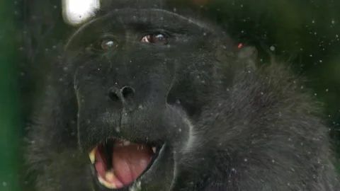 Lonely Macaque Monkey Eating Behind Glass Cage 2 Stock-Footage 190797681