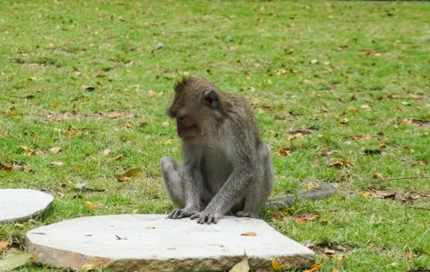 Lonely macaque monkey sitting on the big stone waiting his friend in the garden 스톡 사진