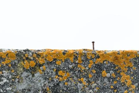 Lonely macro nail on wall Stock Photos