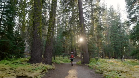 Lonely male backpacker on a walking path in ancient forest with tall conifers Stock Footage 270357695