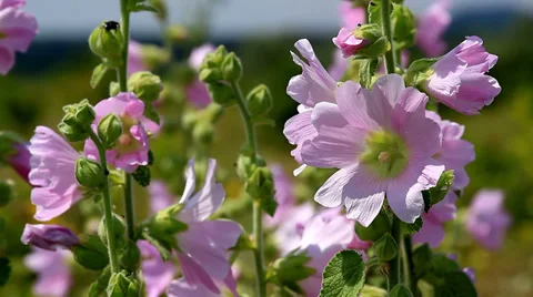 Lonely Malva flowers Video stock 30444025
