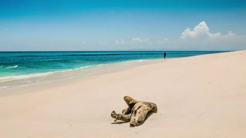 Lonely man on a beach Stock Footage 198431535
