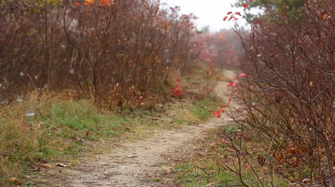 Lonely man walking in the forest Stock Footage 33702722