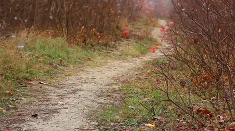 Lonely man walking in the forest Stock Footage 33703095