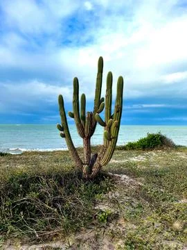 Lonely mandacaru cactus Stock Photos