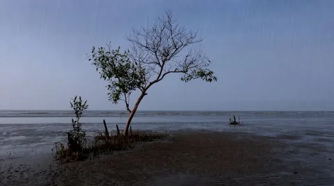Lonely mangrove tree in the rain. Stock Footage 49133895