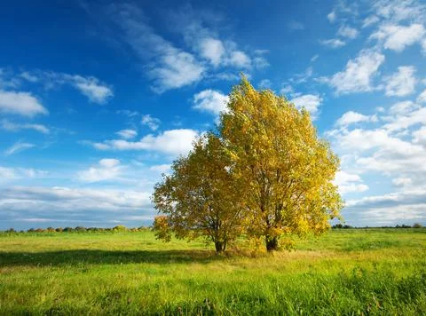 Lonely maple on the field Stock Photos