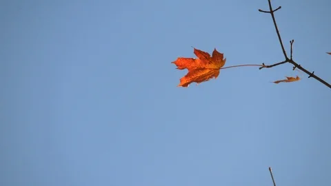 Lonely maple leaf on blue sky background Stock Footage 97781974