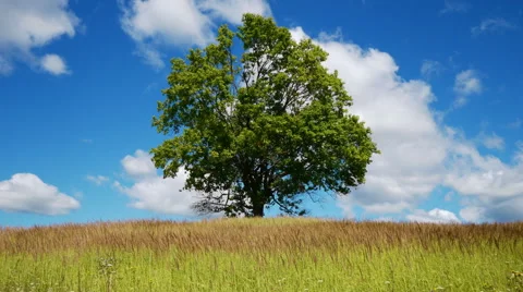 Lonely maple on summertime 스톡 동영상 52994721