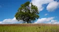 Lonely maple on summertime HD Footage