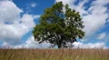 Lonely maple on summertime HD Footage