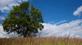 Lonely maple on summertime HD Footage