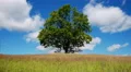 Lonely maple on summertime 4k or 4k+ Resolution