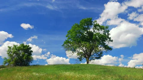 Lonely maple on summertime 스톡 동영상 111246989