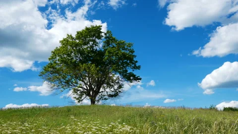 Lonely maple on summertime Stockbeeldmateriaal 111247014