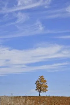 Lonely maple trees isolated in the middle of a soybean field. Stock Photos