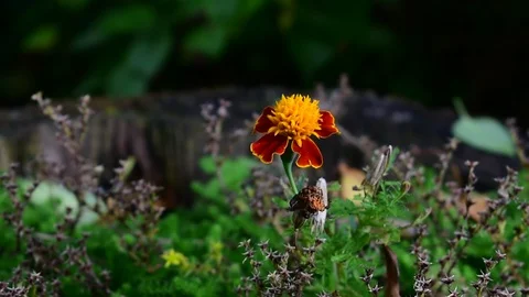 Lonely marigold in the sunlight Stock Footage 116544854