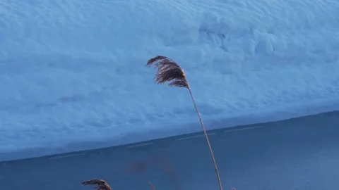 A lonely marsh reed, swaying in the wind Stock Footage 170256501