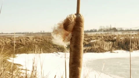 A lonely marsh reed, swaying in the wind Stock Footage 170256801