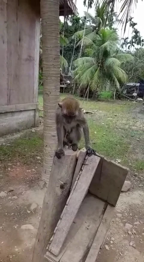 Lonely monkey Stock Footage 205063816