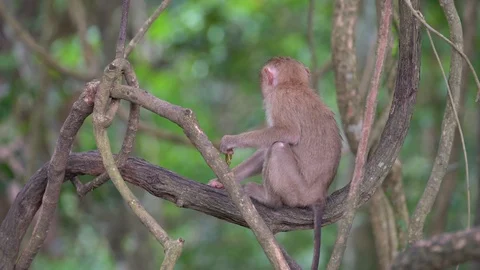 Lonely monkey live in national park in Thailand Stock-Footage 89030607