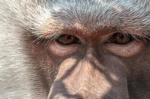 Lonely monkey Stock Photos