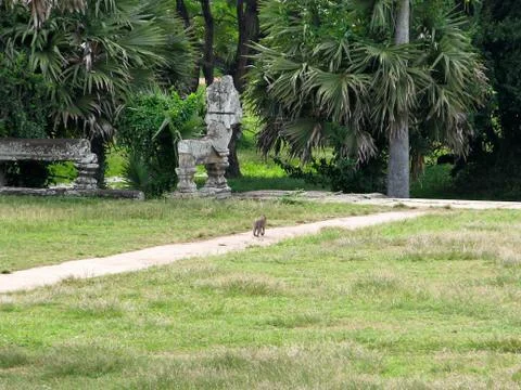 A lonely monkey Stock Photos