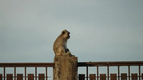 Lonely Monkey At Phra Prang Sam Yot Temple In Lopburi, Thailand. Static Shot Stock-Footage 298140189