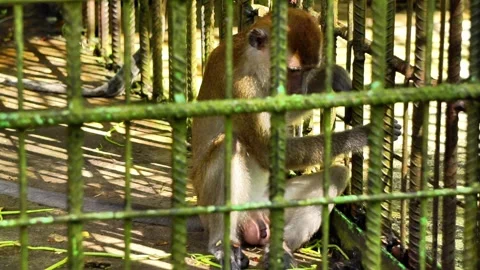 Lonely Monkey Sitting Alone in Zoo Enclosure Stock-Footage 289454924