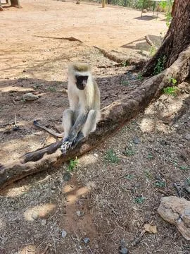 A Lonely Monkey is Sitting Peacefully on a Tree Branch in its Natural Habitat in Stock Photos